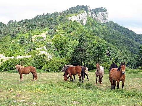 Monte de San Martín de Don